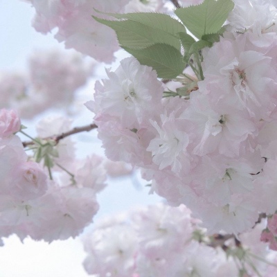 Furry插画元素搭配兽圈群